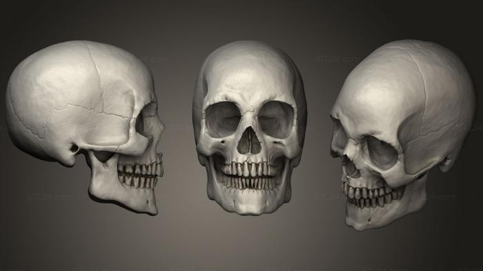 Анатомия скелеты и черепа (Человеческий череп, ANTM_0728) 3D модель для ЧПУ станка